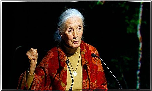 Image representing the phrases of Jane Goodall