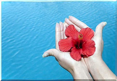 Red flower in hands