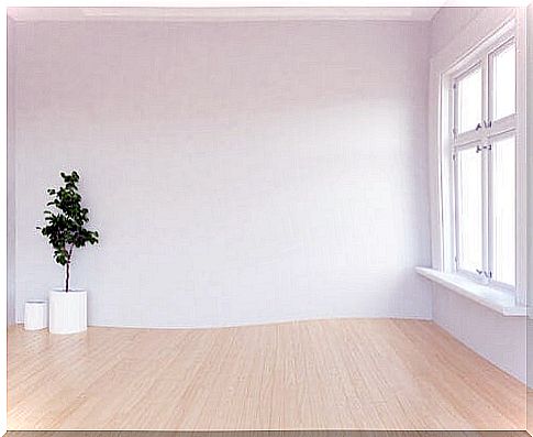 Plant in an empty room to represent the white area of ​​the home