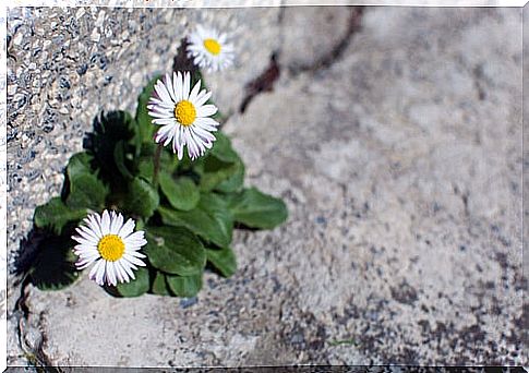 Roadside flowers