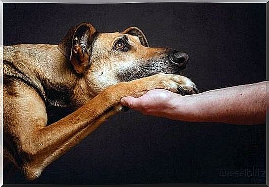 dog giving paw