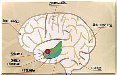 Entorhinal cortex, the area where memory is consolidated