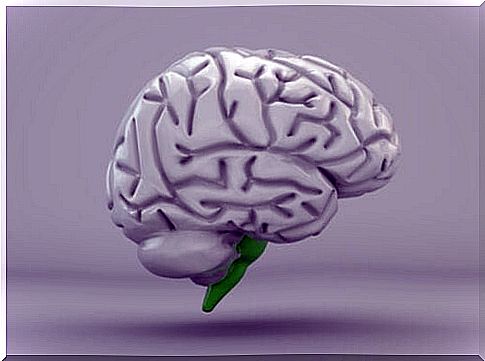 Medulla oblongata: structure and functions