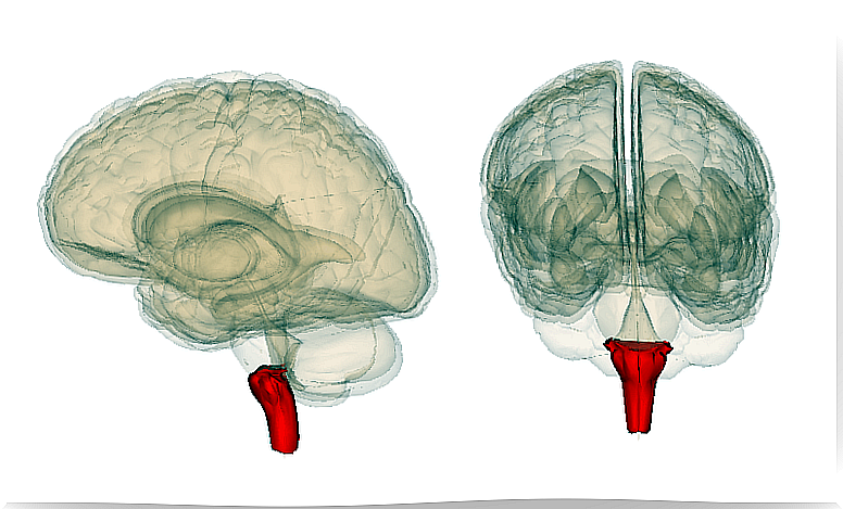 Medulla oblongata