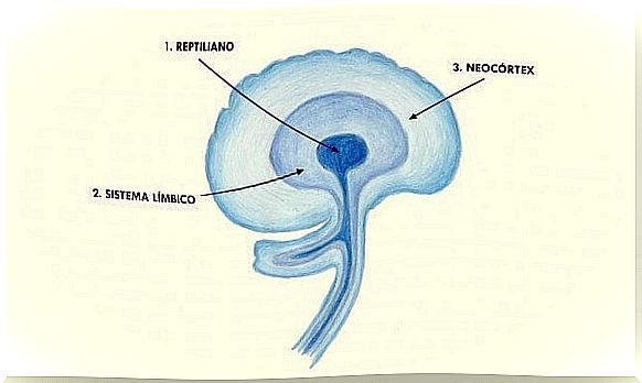 neocortex and older areas of the brain