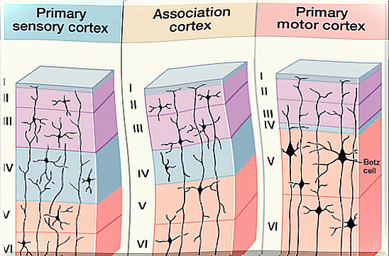 structure and connection of the neocortex