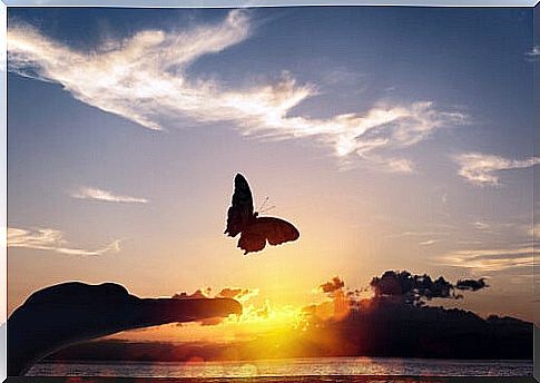 Butterfly flying at sunset symbolizing the psychological immune system