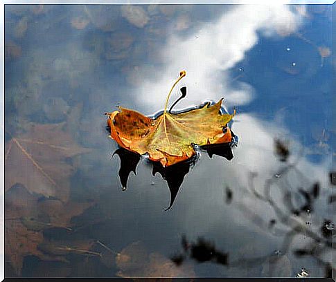 Fallen leaf in autumn