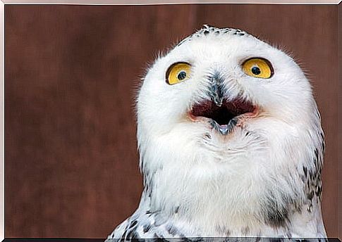 Owl with a surprised face